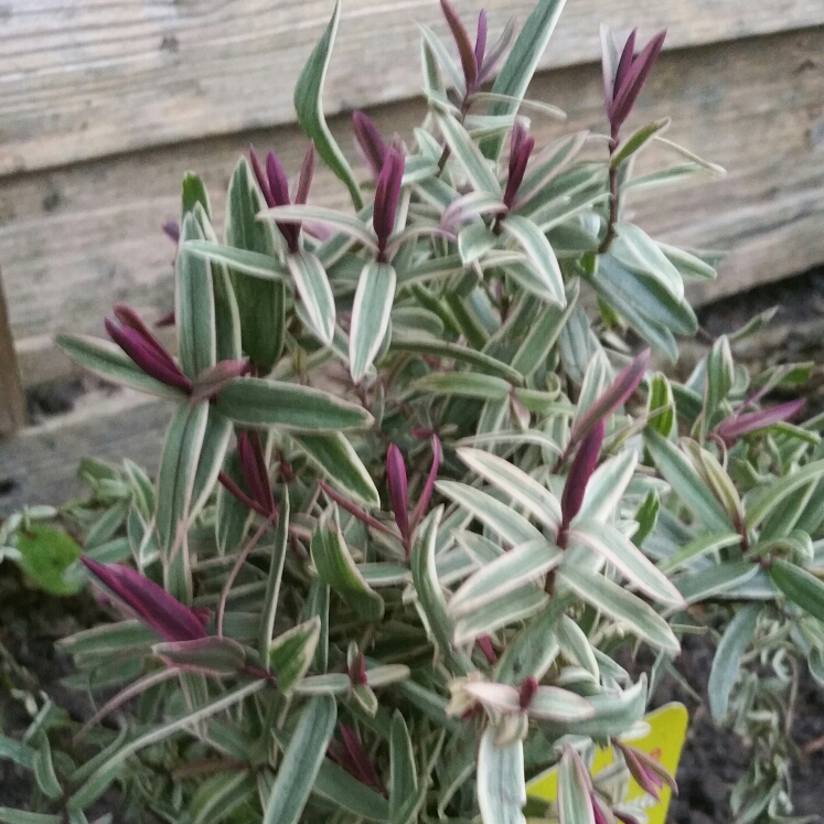 Plant image Hebe 'Lady Ann'