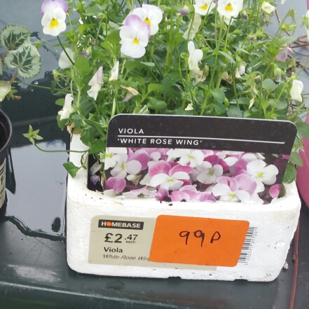 plant image 228404