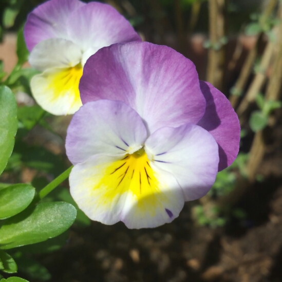 plant image 244233