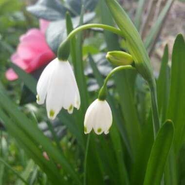 Leucojum vernum