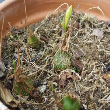 Pleione Formosana
