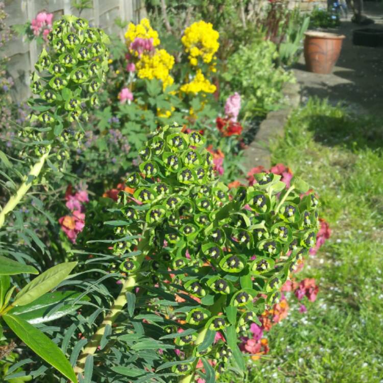 Plant image Euphorbia characias 'Black Pearl'