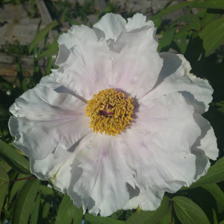 Paeonia ostii 'Feng Dan Bai' syn. Paeonia x suffruticosa 'Feng Dan Bai ...