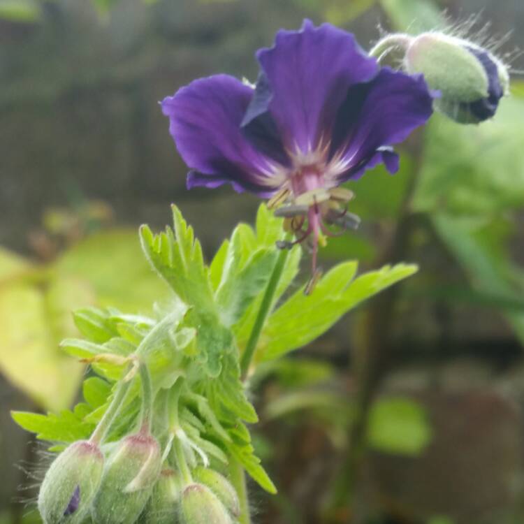 Plant image Geranium phaeum 'Lily Lovell'