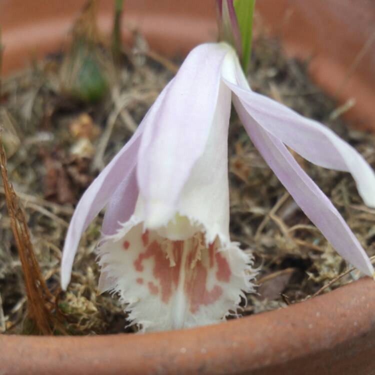 Plant image Pleione Formosana