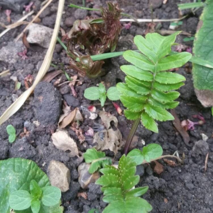 Plant image Incarvillea Delavayi