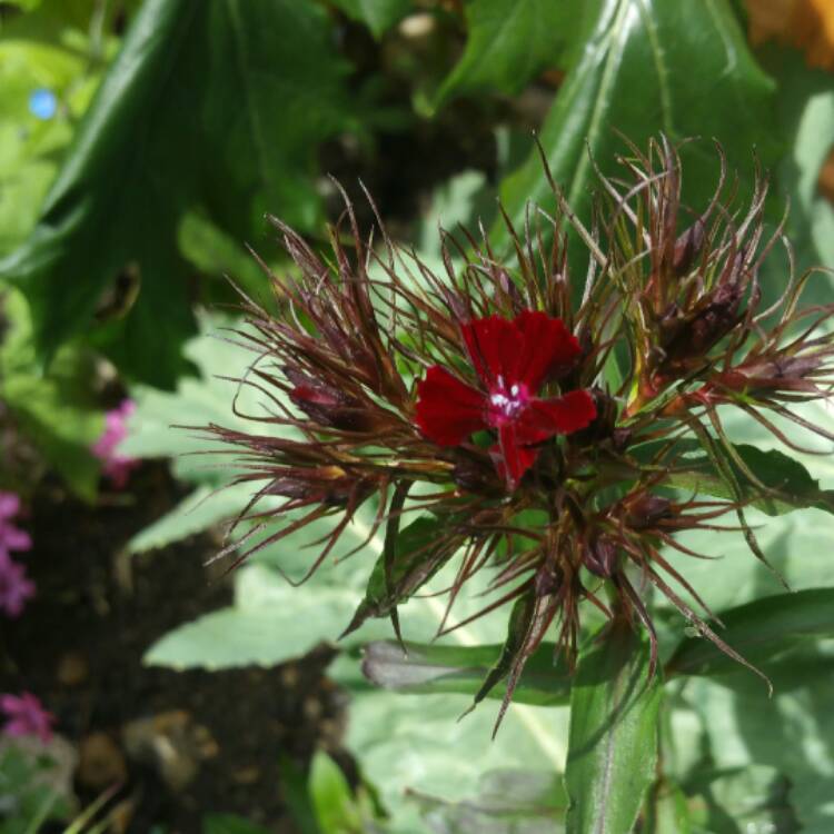 Plant image Dianthus barbatus 'Nigricans'