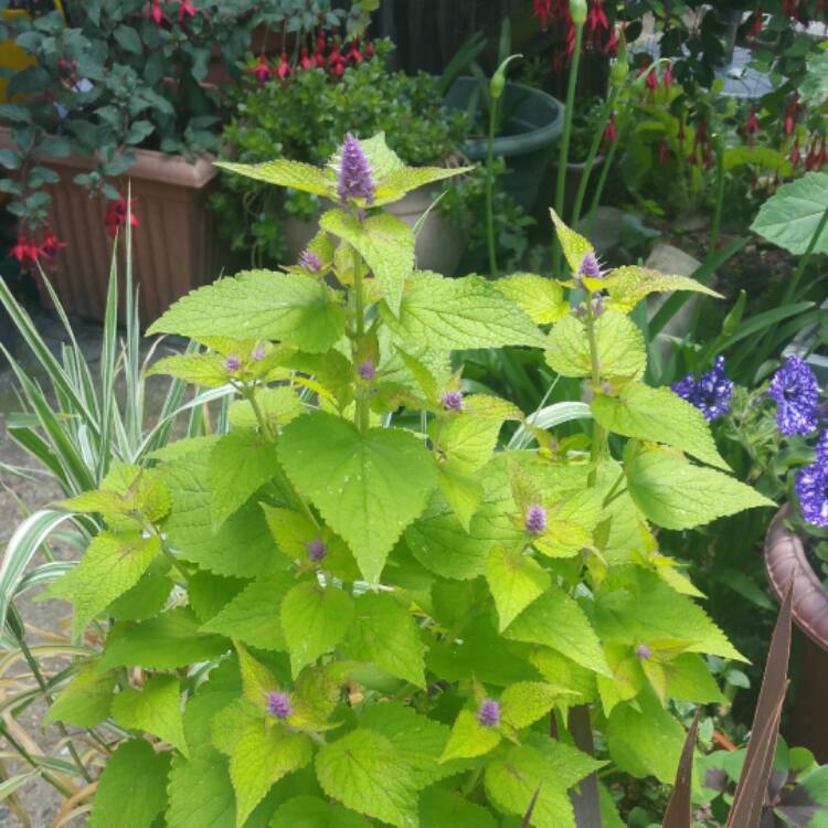 plant image 447930 plant image 447930