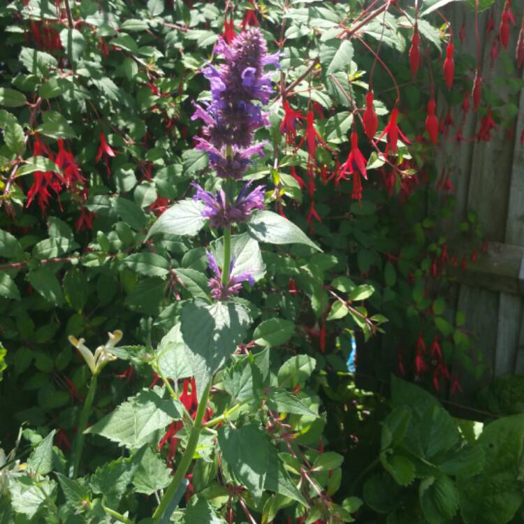 Plant image Agastache 'Blue Boa'