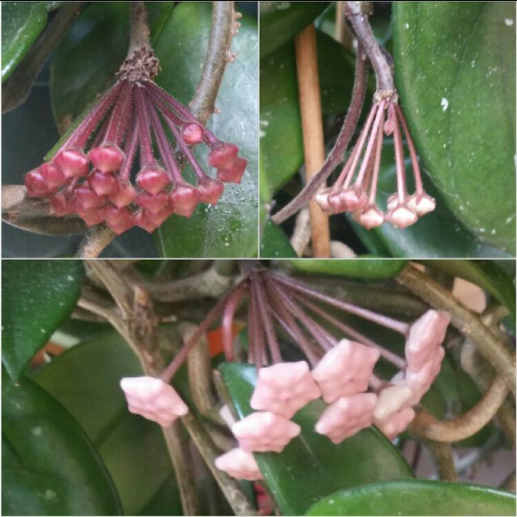 plant image 455275