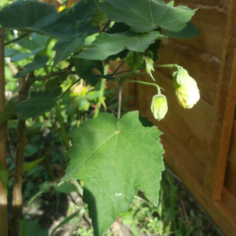 plant image 459268