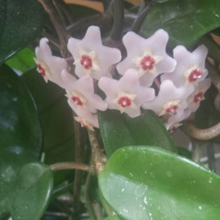 plant image 459776