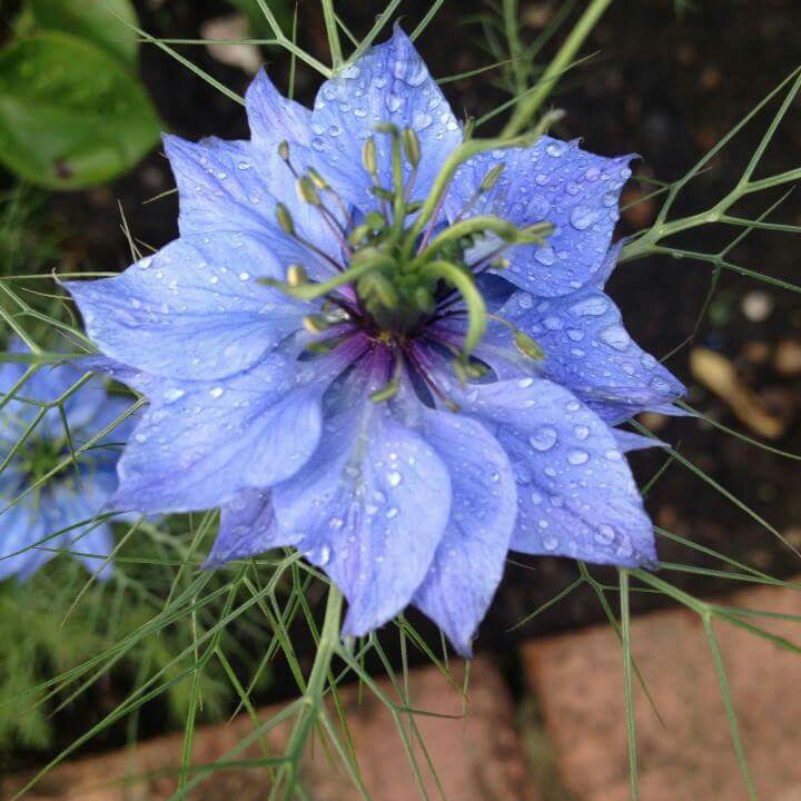 Nigella