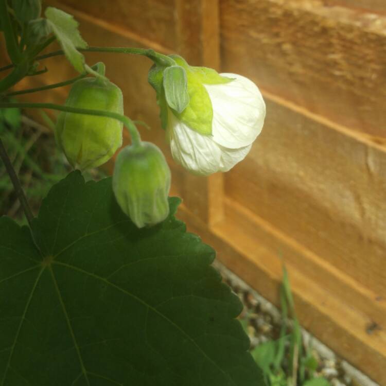 plant image 460637