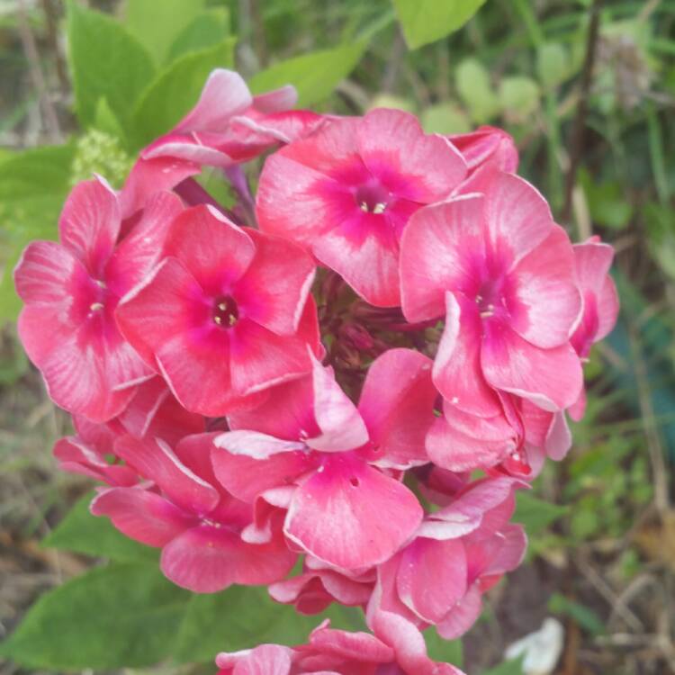 Plant image Phlox paniculata 'Stars And Stripes'