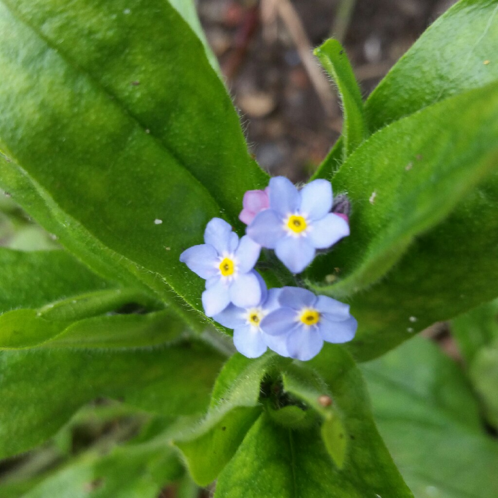 plant image 46197