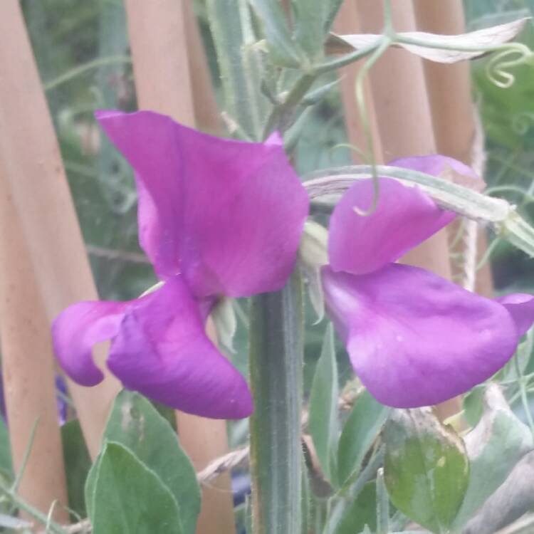 plant image 464846