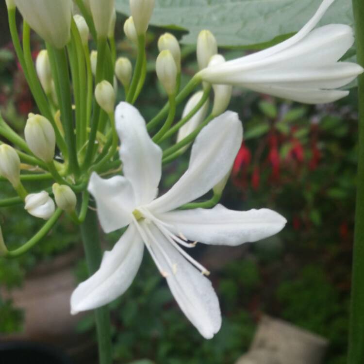 Plant image Agapanthus 'Stargazer'