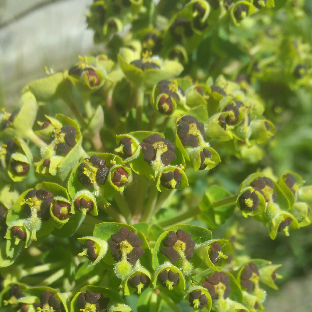 plant image 47842 plant image 47842