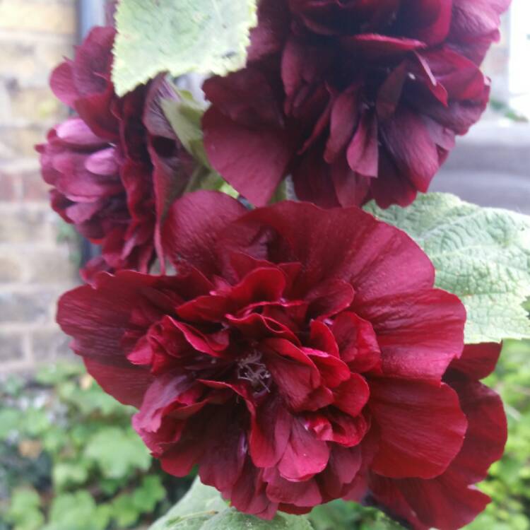 Plant image Alcea rosea 'Chater's Double Group Chestnut Brown'