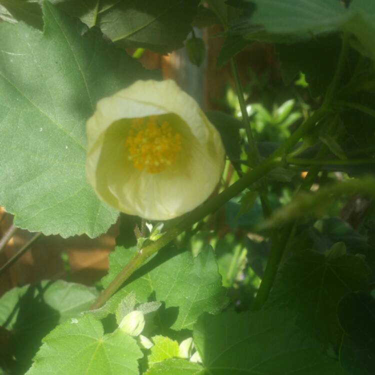 plant image 505405