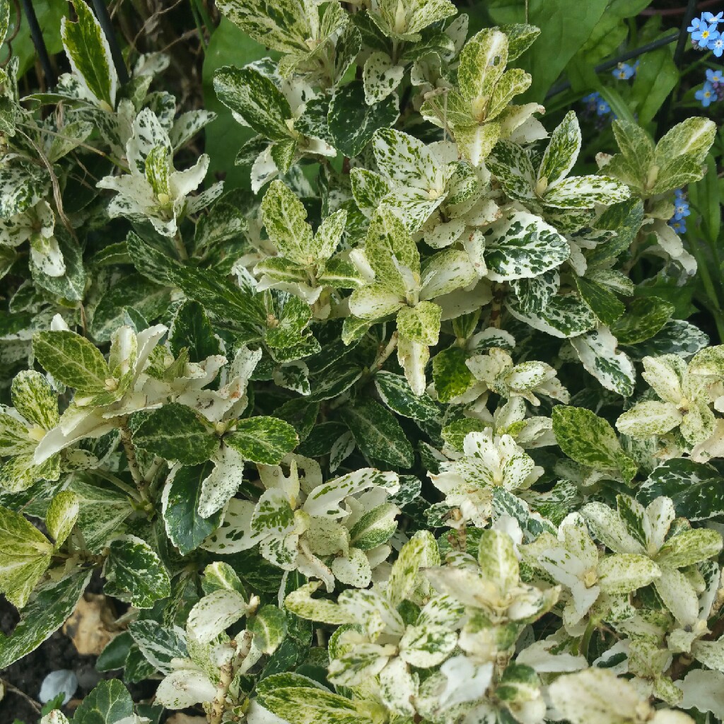 Plant image Euonymus fortunei 'Harlequin'