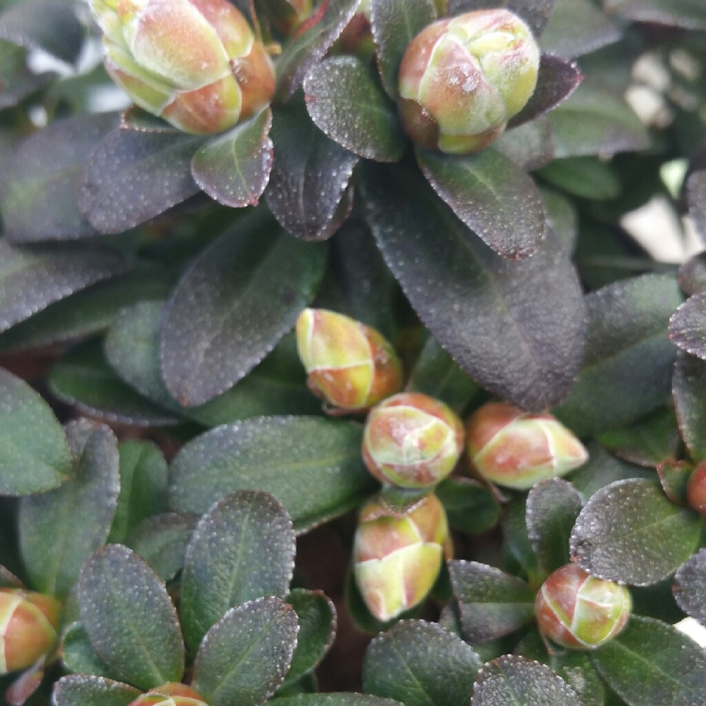 plant image 54729