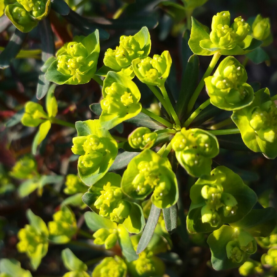 Plant image Euphorbia cyparissias 'Fen's Ruby'
