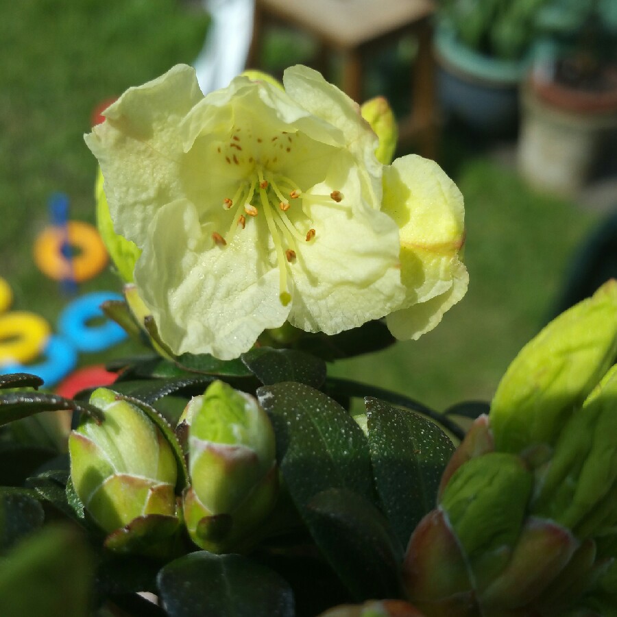 plant image 62825
