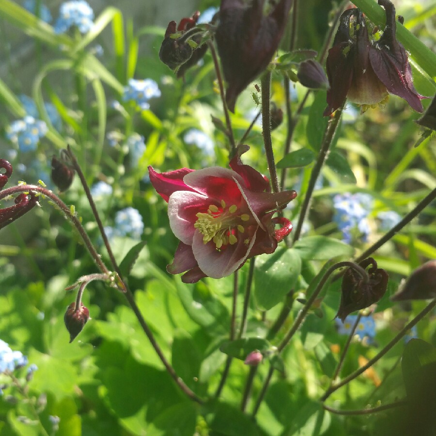plant image 66428