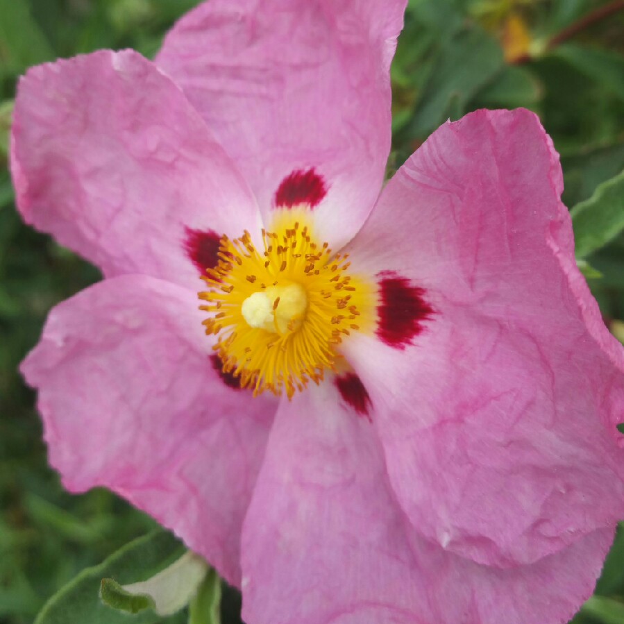 plant image 66675 plant image 66675