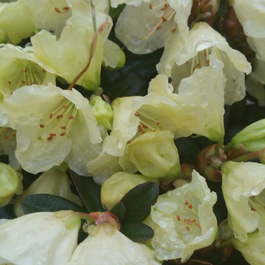 plant image 68154
