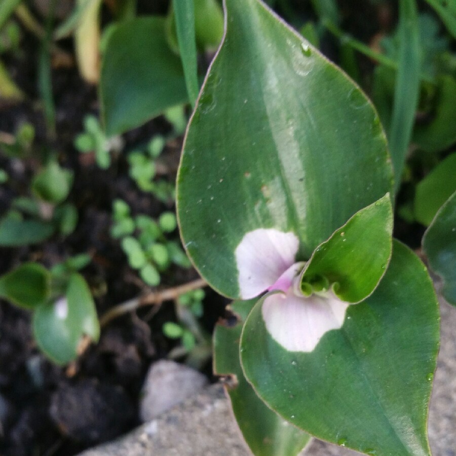 plant image 69334 plant image 69334