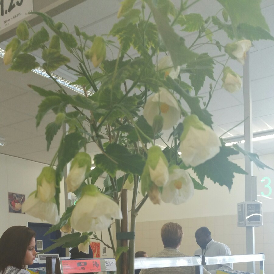 plant image 69783