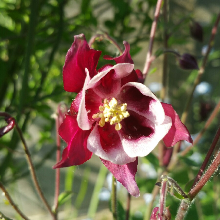 Plant image Aquilegia vulgaris 'Winky Red And White