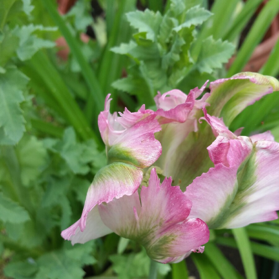 plant image 78064 plant image 78064