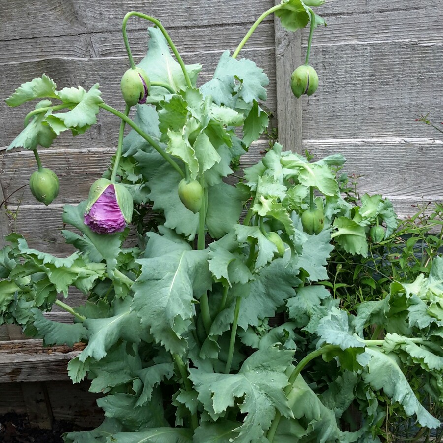 Plant image Papaver somniferum 'Double Lilac'