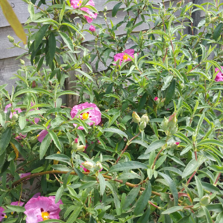 plant image 89334 plant image 89334