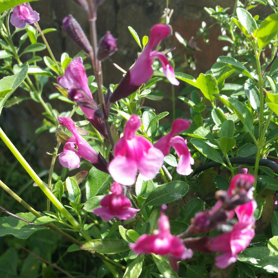 plant image 89375 plant image 89375