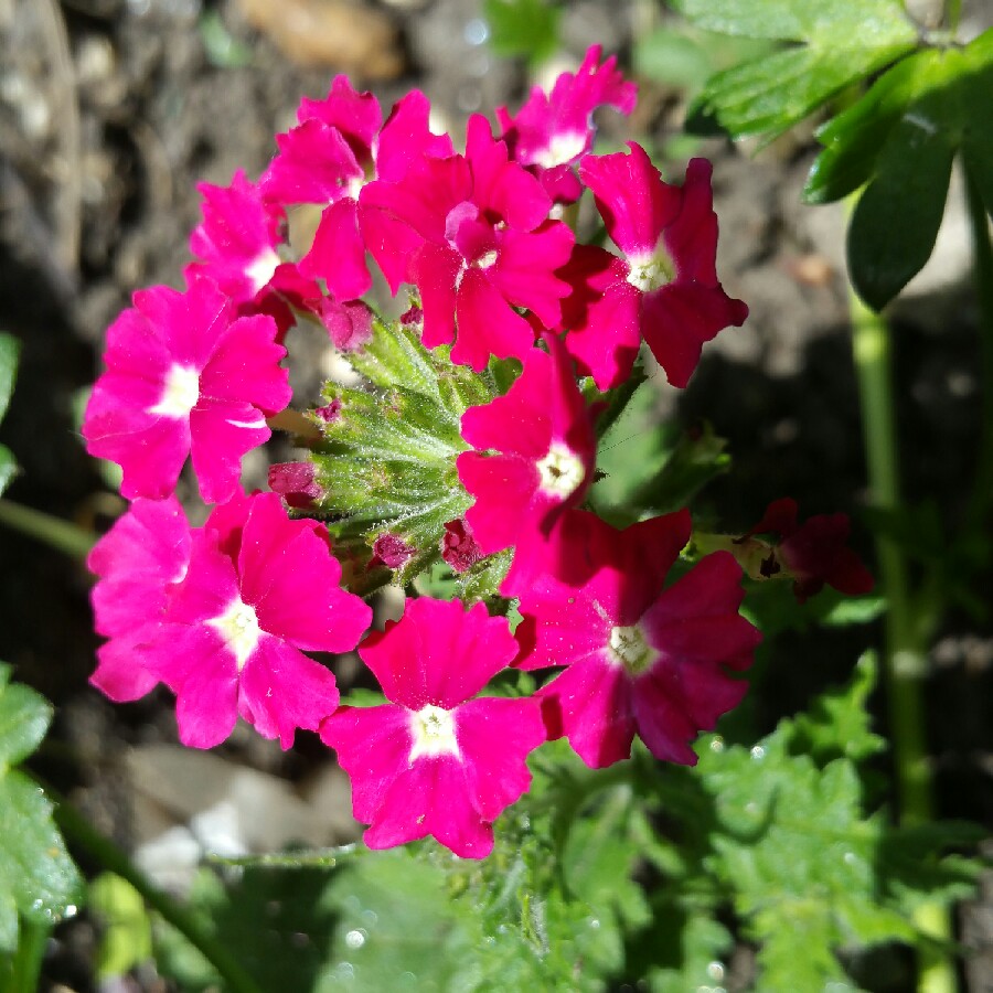 plant image 89449