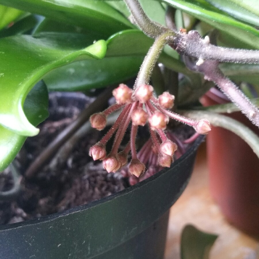 plant image 89515