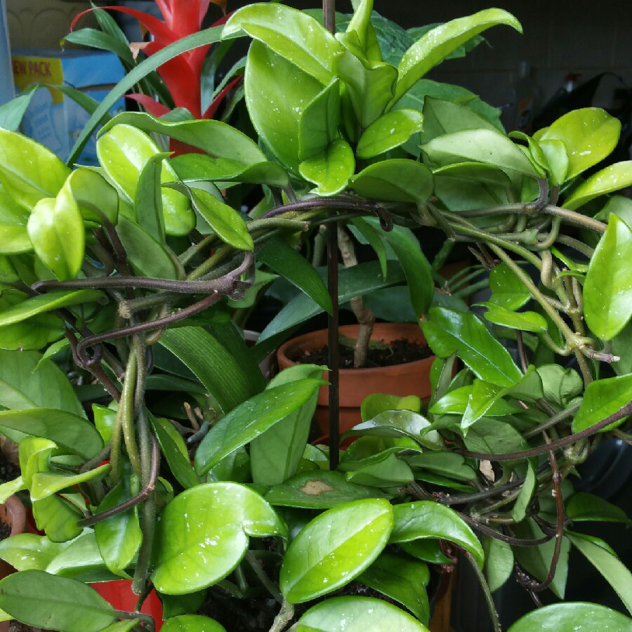 plant image 89516