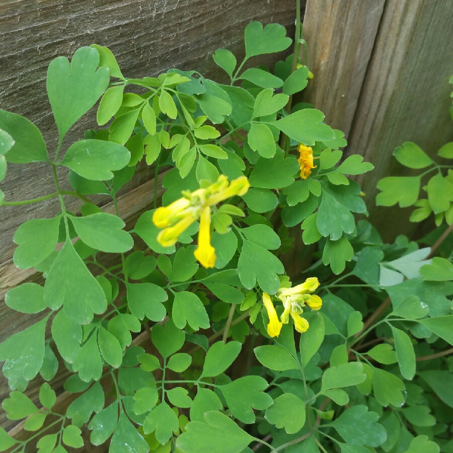 Plant image Pseudofumaria lutea syn. Corydalis Lutea,