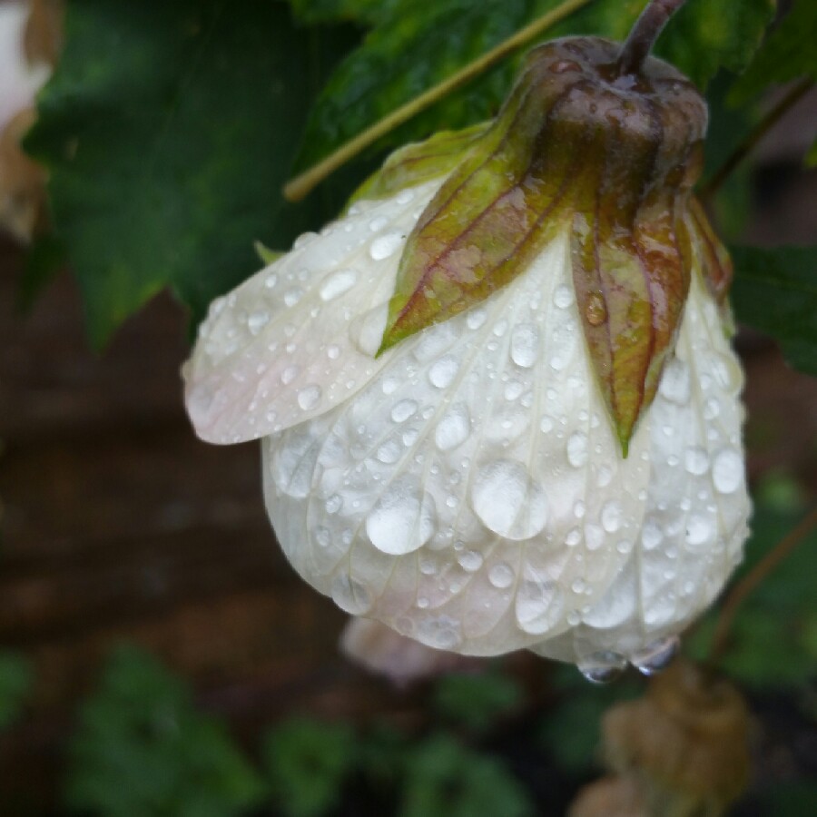 plant image 97075