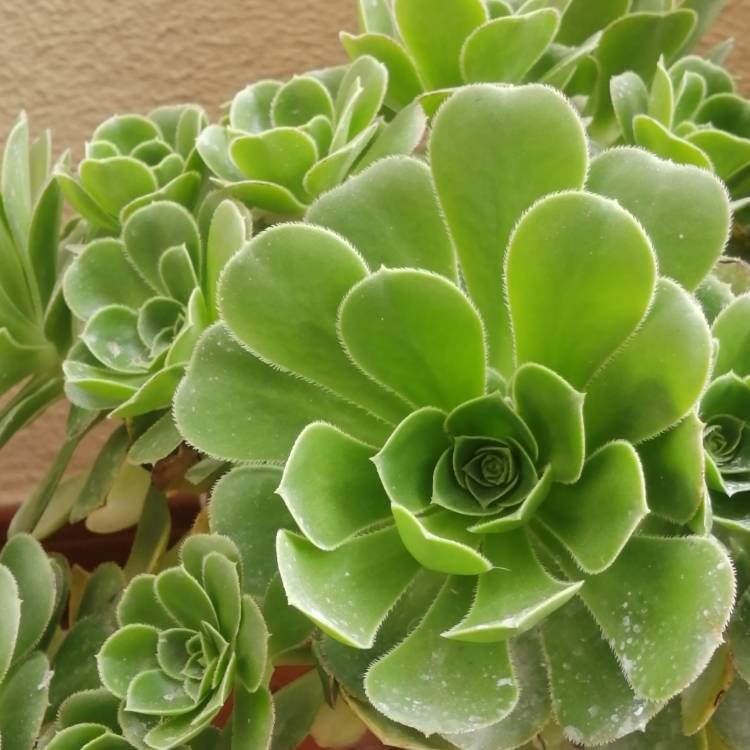 plant image 1607289 plant image 1607289