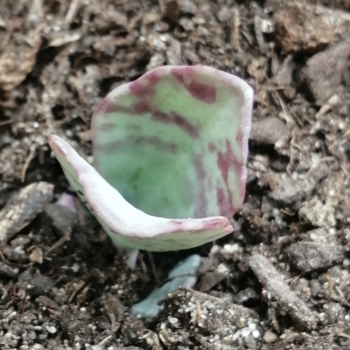 Plant image Kalanchoe Humilis