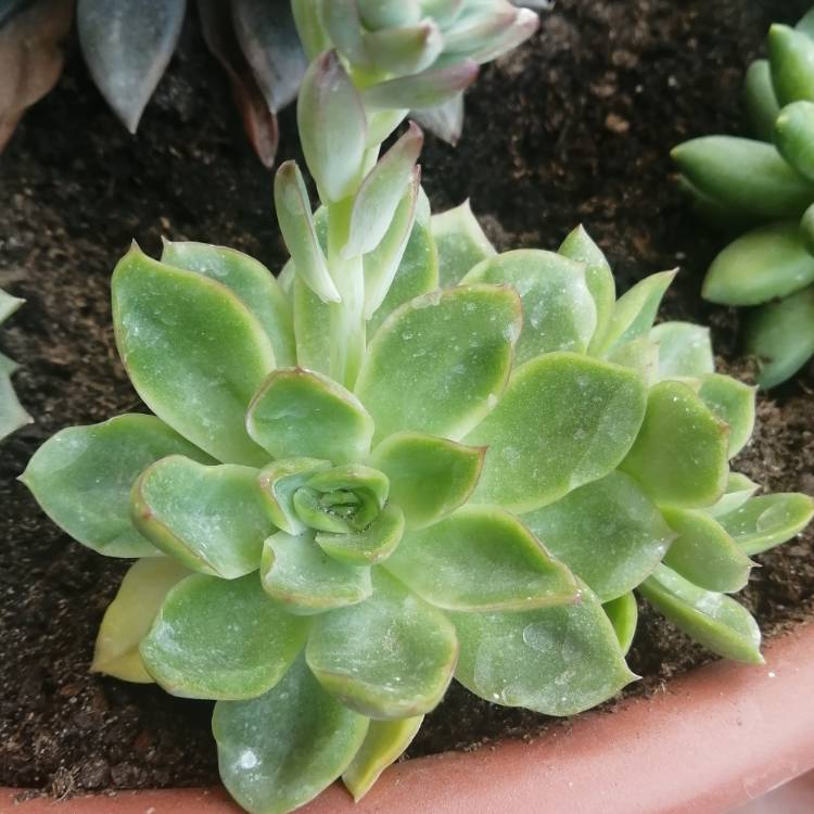 plant image 1607489 plant image 1607489