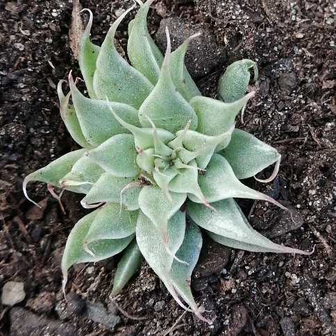 plant image 1608154 plant image 1608154