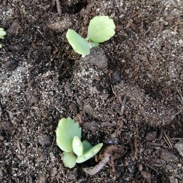 Plant image Kalanchoe Laetivirens 'Big Momma'