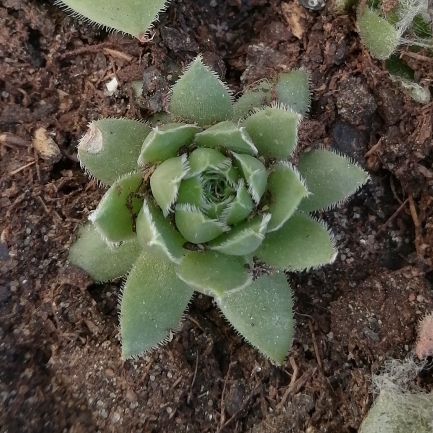Plant image Sempervivum Gazelle